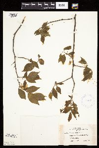 Prunus nigra image