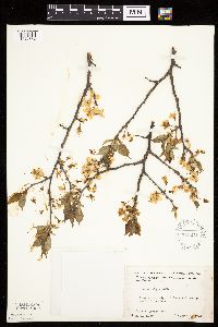 Prunus nigra image
