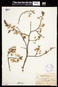 Prunus nigra image