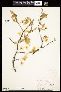 Prunus nigra image