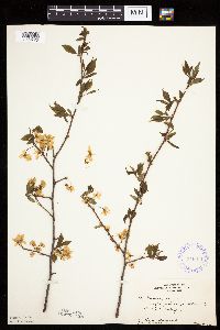 Prunus nigra image