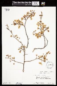Prunus nigra image