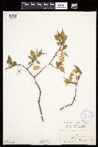 Prunus nigra image