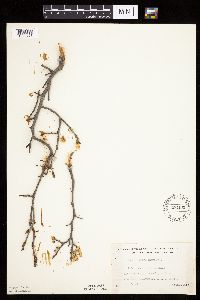 Prunus nigra image