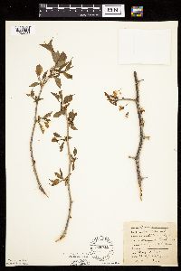 Prunus nigra image