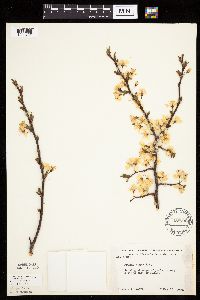 Prunus nigra image