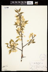 Prunus nigra image