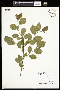 Prunus nigra image