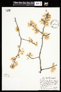 Prunus nigra image