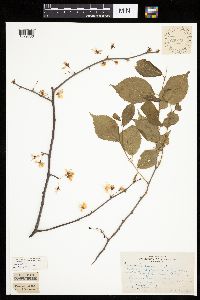 Prunus nigra image