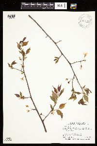Prunus nigra image