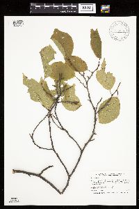 Prunus nigra image