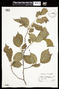 Prunus nigra image