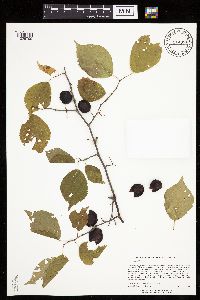 Prunus nigra image