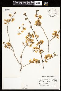 Prunus nigra image