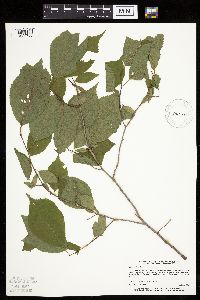 Prunus nigra image