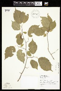 Prunus nigra image