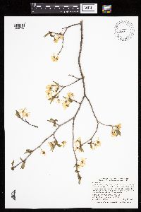 Prunus nigra image