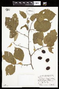 Prunus nigra image