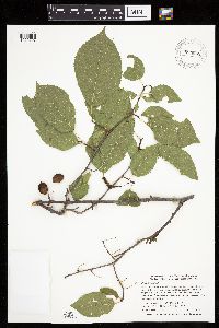 Prunus nigra image