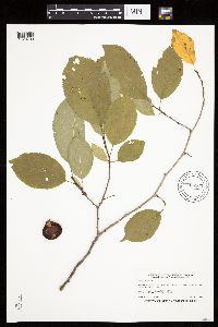 Prunus nigra image