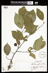 Prunus nigra image