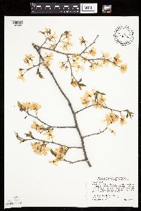 Prunus nigra image
