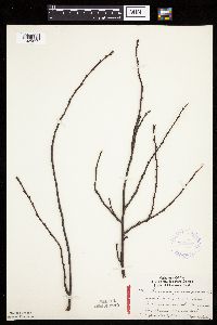 Prunus pensylvanica image