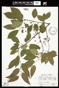 Prunus pensylvanica image