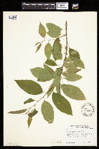 Prunus pensylvanica image