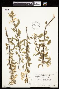 Prunus pensylvanica image