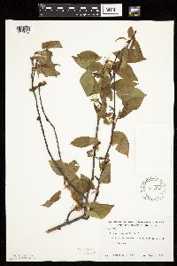 Prunus pensylvanica image