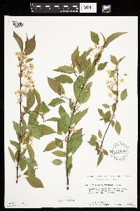 Prunus pensylvanica image