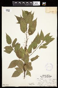 Prunus pensylvanica image