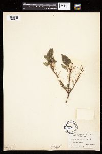 Prunus pensylvanica image