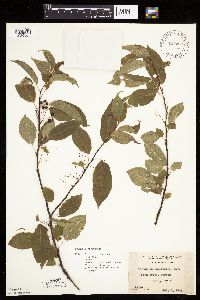 Prunus pensylvanica image