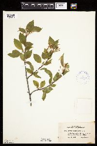 Prunus pensylvanica image