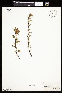 Prunus pensylvanica image