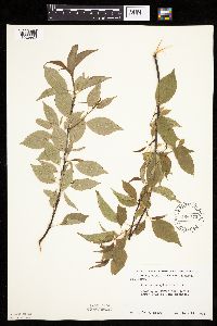 Prunus pensylvanica image