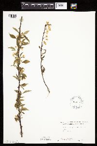 Prunus pensylvanica image