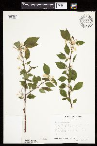 Prunus pensylvanica image