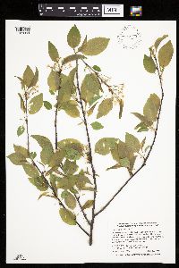 Prunus pensylvanica image