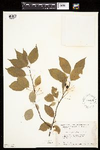 Prunus pensylvanica image