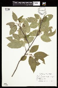 Prunus pensylvanica image