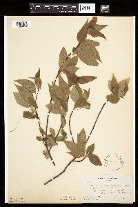Prunus pensylvanica image