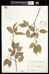 Prunus pensylvanica image