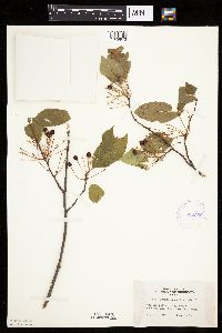 Prunus pensylvanica image