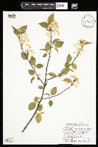 Prunus pensylvanica image