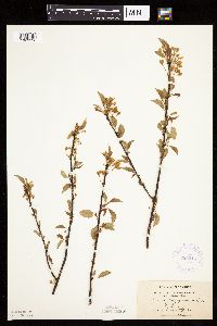 Prunus pensylvanica image