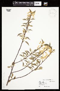 Prunus pensylvanica image